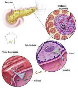 Glicose e Metabolismo