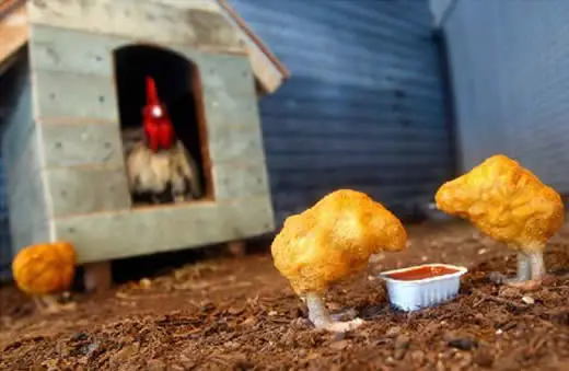 Pintinhos Empanados
