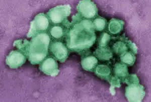 Vírus da Gripe