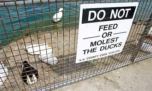 Não Molestar os Patos