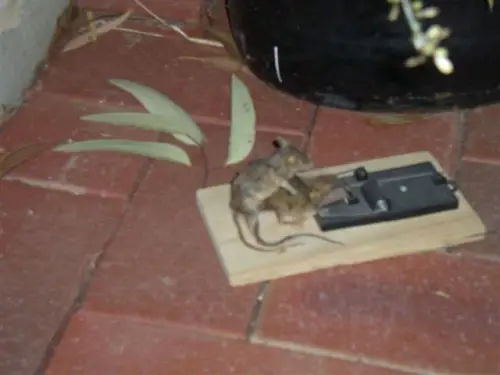 Armadilha para Ratos