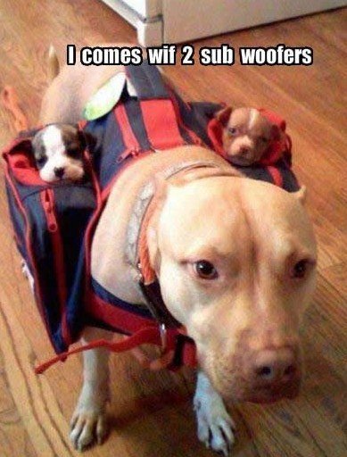 Cachorro com 2 Subwoofers