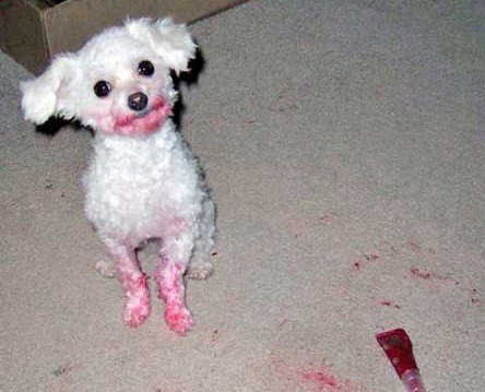 Cachorro Coringa