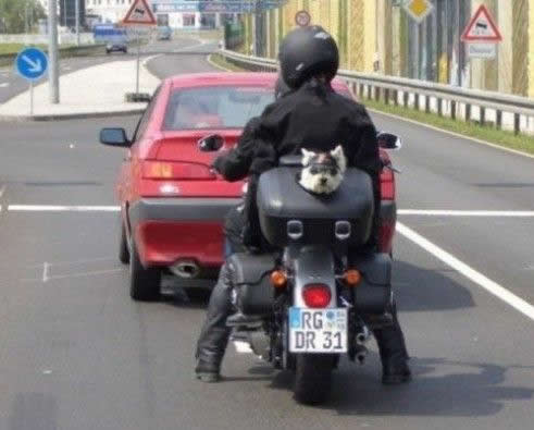 Cão Motoqueiro