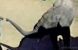 Duelo de Elefante contra Avestruz