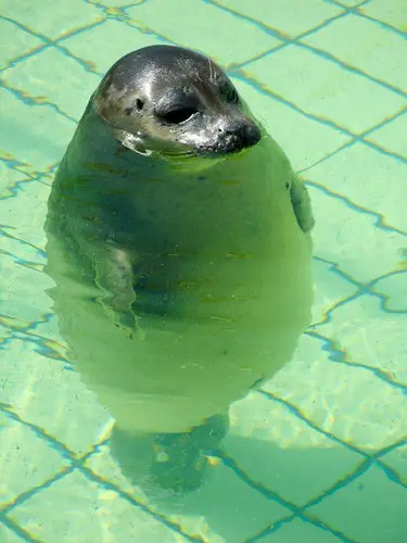 Foca Bailarina