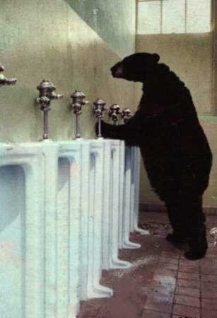 Urso no Banheiro