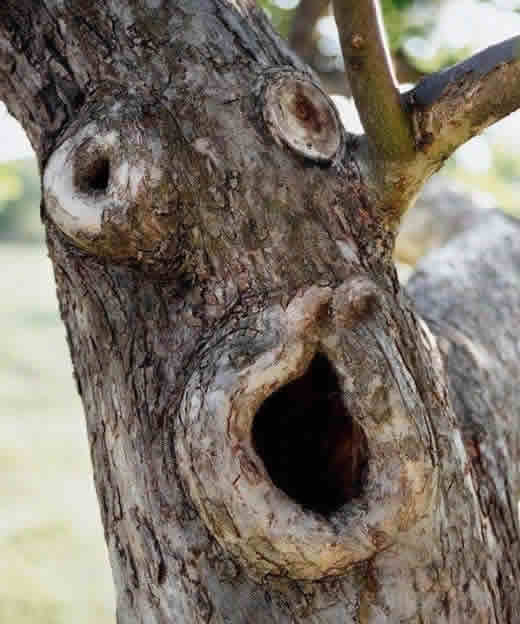 Árvore Assustado