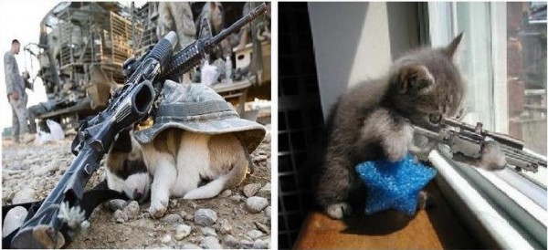 Cachorro vs Gato
