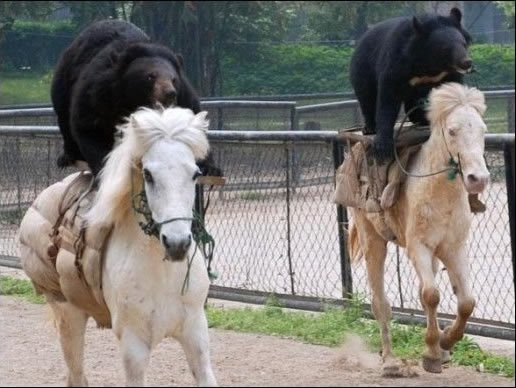 Cavalaria de Ursos