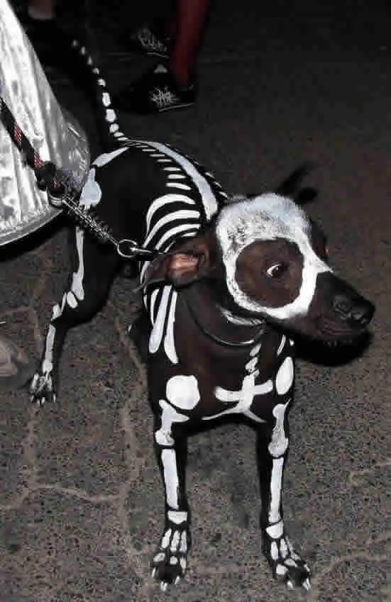 Cachorro Esqueleto