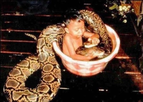 Dando banho na cobra