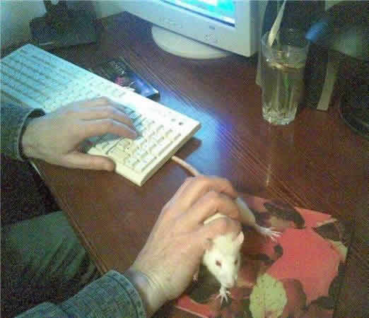 Mouse orgânico