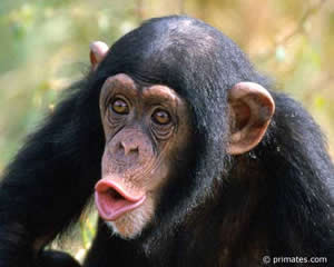 Chimpanzé