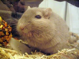 Gerbil