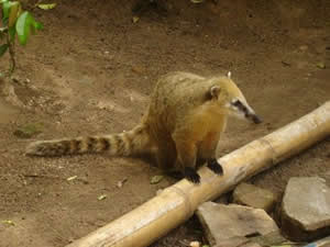 Quati (Coati)