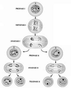 Meiose