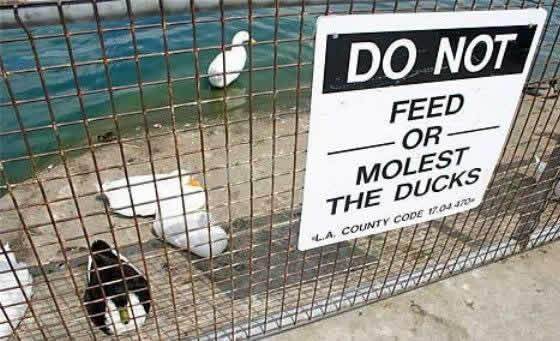 Não moleste os patos