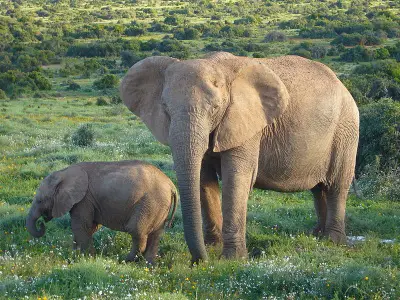 Elefante Africano com Filhote