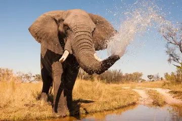 Elefante Africano na beira do lago