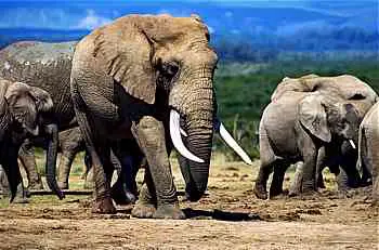 Manada de Elefantes Africanos
