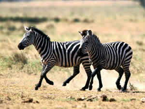 Curiosidades Zebra