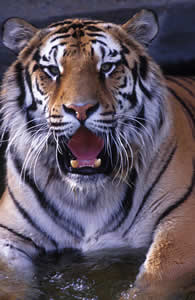 Tigre