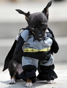 Bat Cachorro