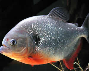 Peixe Piranha