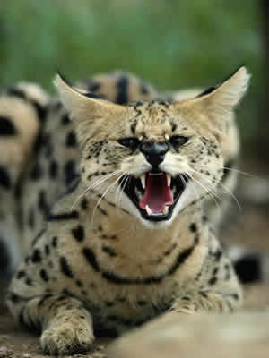 Serval