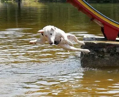 Cachorro Nadador