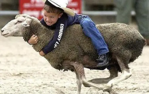 Criança Entrando para o Rodeio