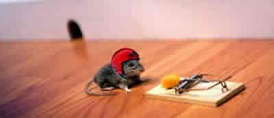 Ratinho Esperto