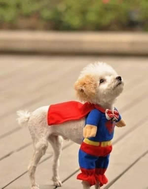 Super Cão