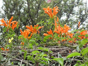 As Belas Flores da Ucrânia Encantam as Pessoas