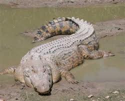 Crocodilo Gigante