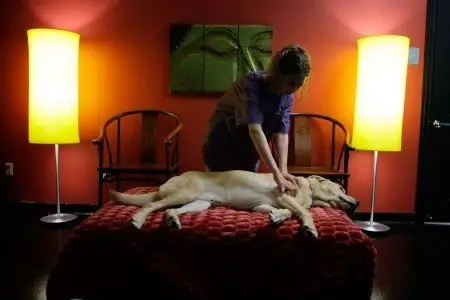 Massagem Para Animais