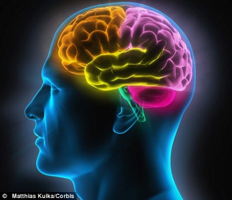 Cerebro