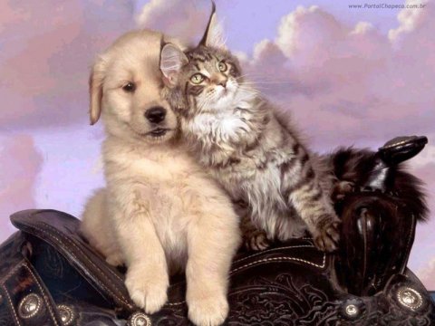 Gato e Cachorro