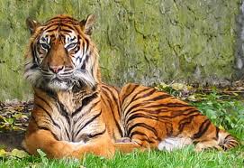 Tigre-de-Sumatra