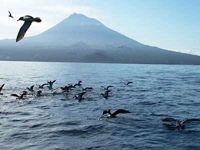 Arquipelago Dos Acores