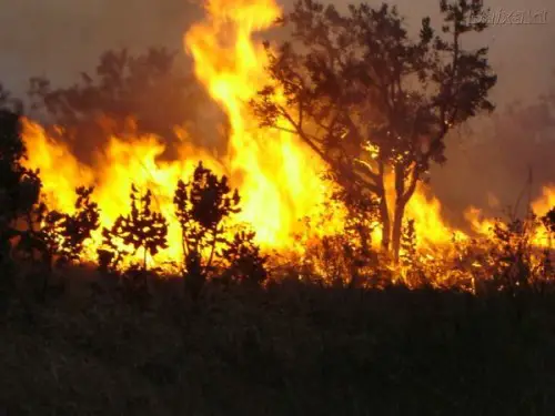 Destruicao Do Meio Ambiente