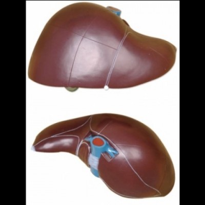 Fígado Humano  