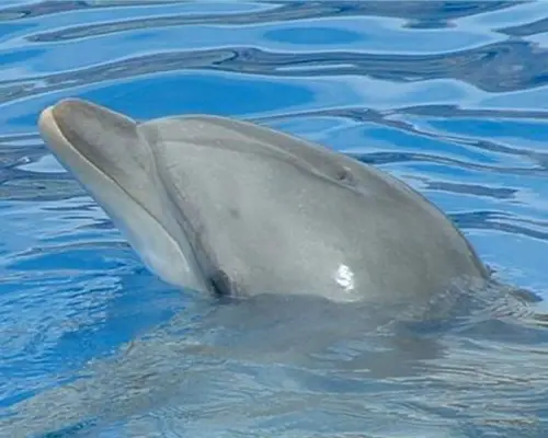 Fotos Animais Aquáticos