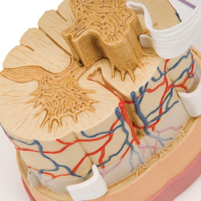 Medula