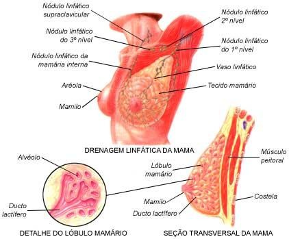 Anatomia Da Mama