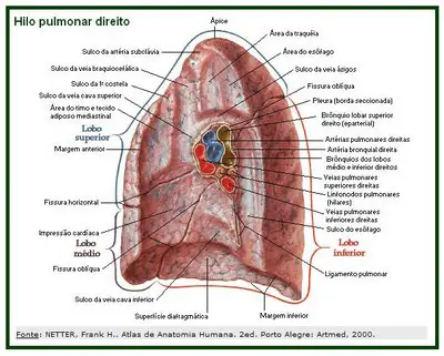 Anatomia Do Pulmão