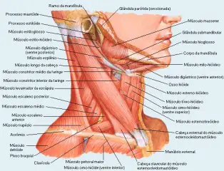 Livro Anatomia
