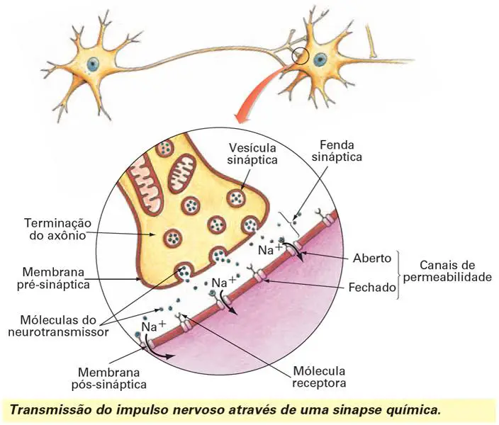 Resultado de imagem para sinapse nervosa