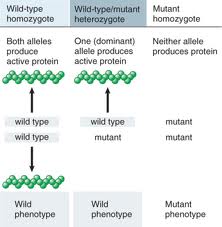 Characteristics Are Expressed By Dominant Genes